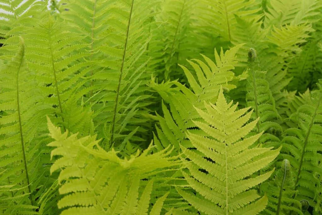 Matteuccia struthiopteris ---